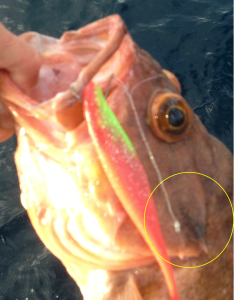 brownrockfish_detail