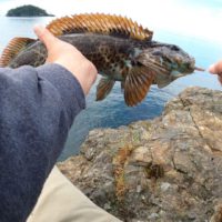 The Cliff Lingcod Videos